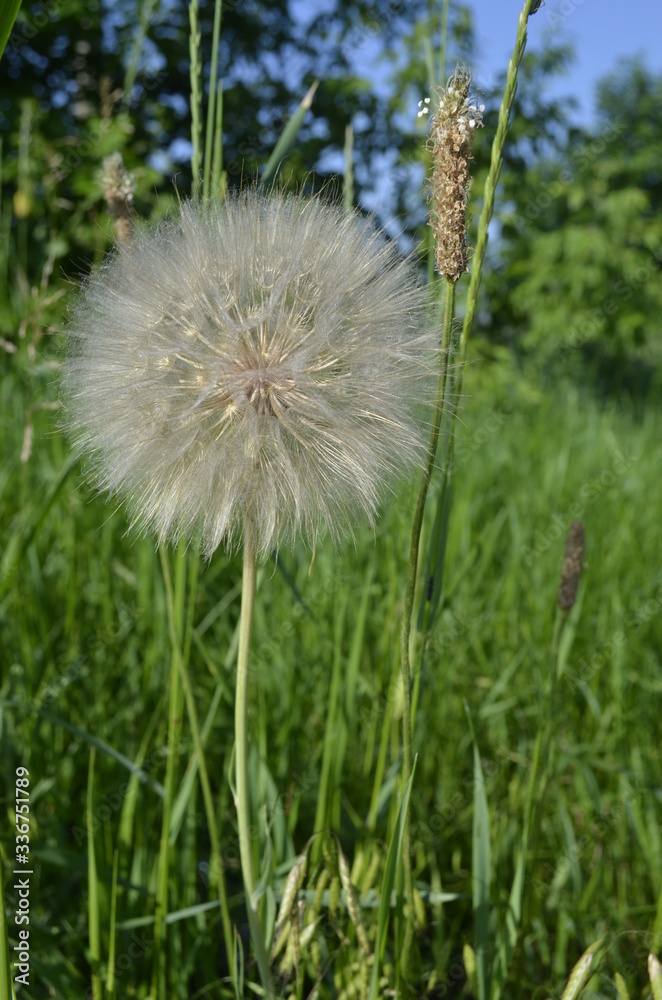 Fototapeta premium dandelion seed head
