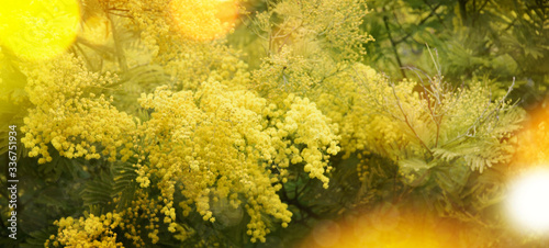 Spring background with Mimosa Blossom