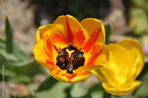 Colorful bright fresh tulip flower bud and leaves