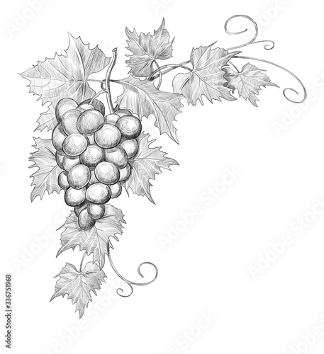 Sketch of a corner for a frame of grapes on a white background. engraving or drawing.