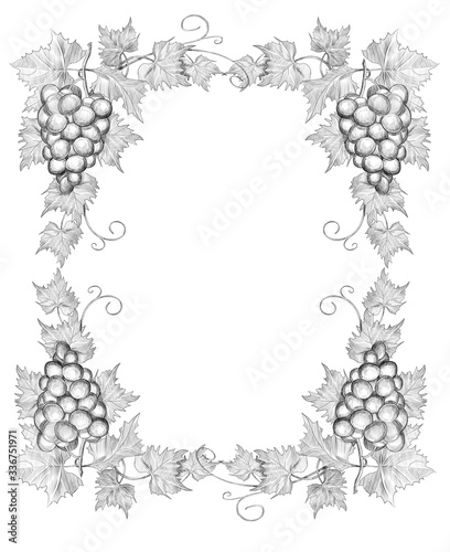 Sketch frame from grapes on a white background. engraving or drawing.