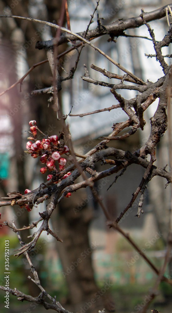 A branch of healing cherries with unbroken buds in full bloom in all its glory in spring sunny day. A branch of healing cherries with unbroken buds in full bloom in all its glory in spring sunny day.