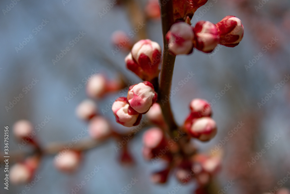 A branch of healing cherries with unbroken buds in full bloom in all its glory in spring sunny day. A branch of healing cherries with unbroken buds in full bloom in all its glory in spring sunny day.