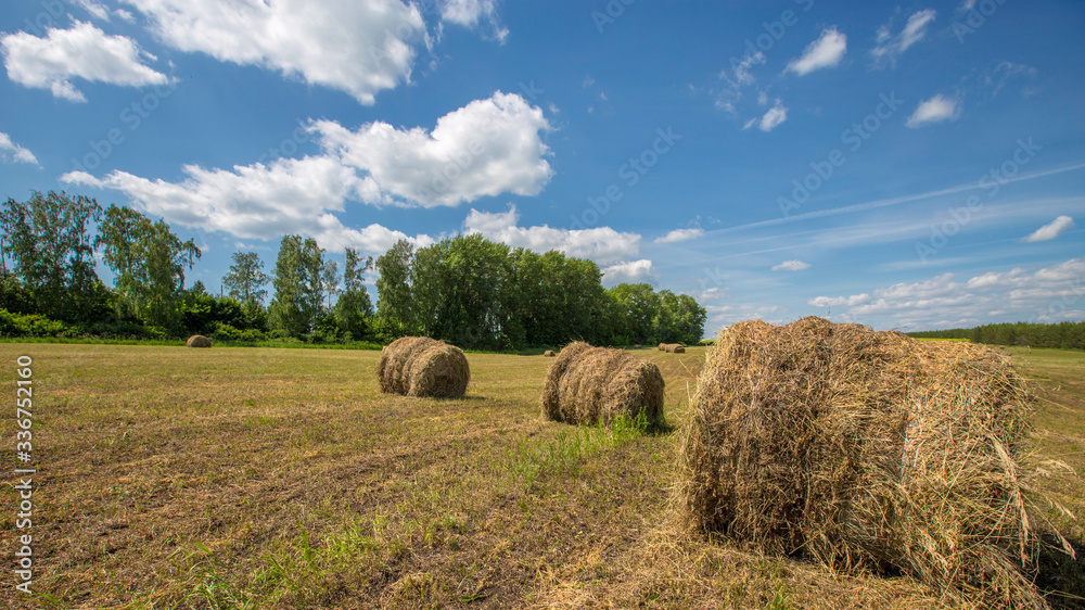 meadow with mowed grass on a sunny day, mowed grass in rolls