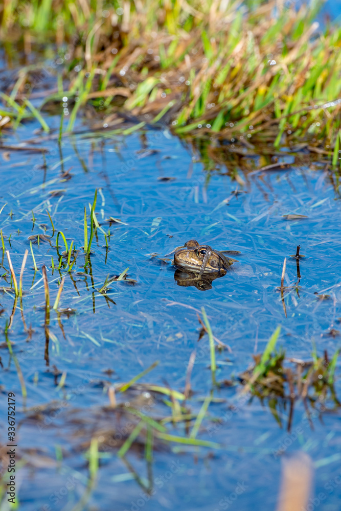 Pyrenean frog (Rana Pyrenaica) in Vall d Incles, Canillo, Andorra. Pyrenean frog (Rana Pyrenaica) in Vall d Incles, Canillo, Andorra.