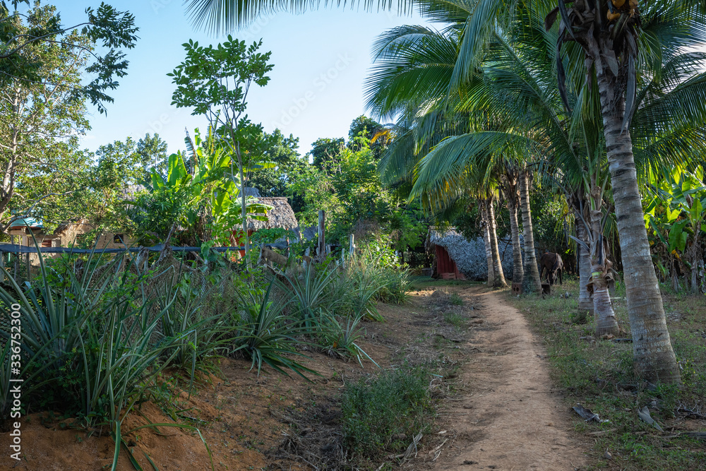The Vinales Valley (Valle de Vinales), popular tourist destination. Tobacco plantation. Pinar del Rio, Cuba. The Vinales Valley (Valle de Vinales), popular tourist destination. Tobacco plantation. Pinar del Rio, Cuba.