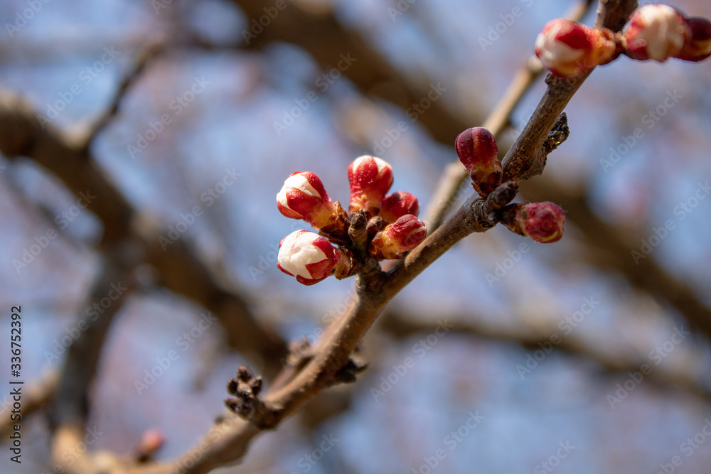 A branch of healing cherries with unbroken buds in full bloom in all its glory in spring sunny day. A branch of healing cherries with unbroken buds in full bloom in all its glory in spring sunny day.