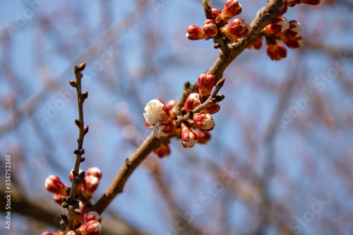 A branch of healing cherries with unbroken buds in full bloom in all its glory in spring sunny day.
