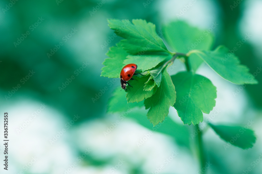 Ladybug on green leaf and green background. Ladybug on green leaf and green background.