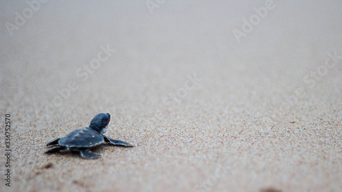 Obraz na plátne Turtle hatchling heading to sea, baby turtle, Matara, Sri Lanka, Indian Ocean