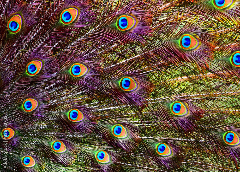 Portrait of a colorful dancing peacock . Peacock close up portrait. Peacock  wallpaper and backgrounds. Stock Photo | Adobe Stock