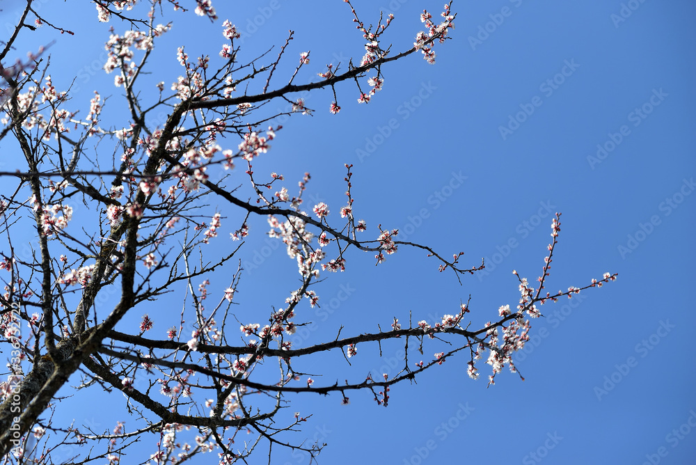 cherry blossoms on a background of blue clear sky, flowers cherry blossoms on a background of blue clear sky, flowers