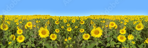 Campo de girasoles. Flores. Verano.