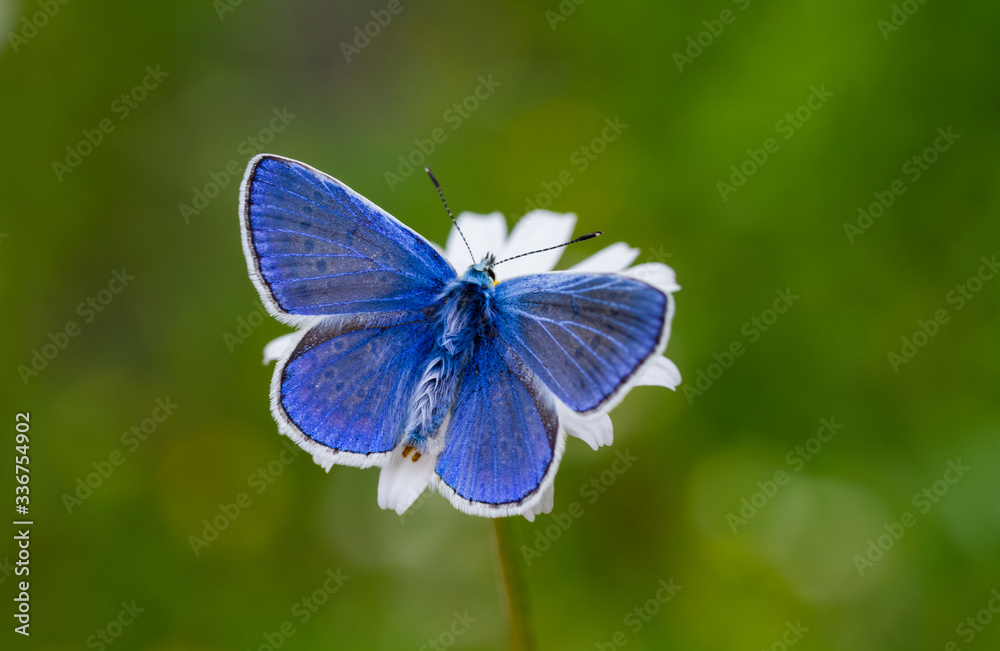 blue butterfly on flower blue butterfly on flower