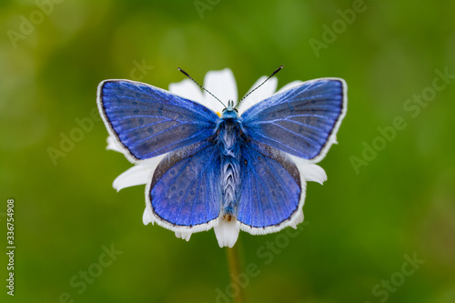 blue butterfly on a flower © mehmetkrc