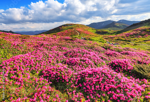 From the lawn covered with pink rhododendrons the picturesque view is opened to high mountains  valley  blue sky in summer time. Concept of nature rebirth. Location Carpathian  Ukraine  Europe.
