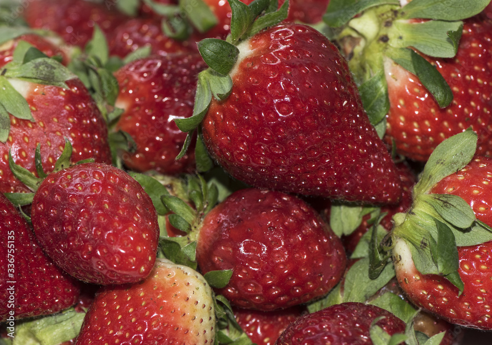 Seasonal strawberries delicious red spring fruit Seasonal strawberries delicious red spring fruit