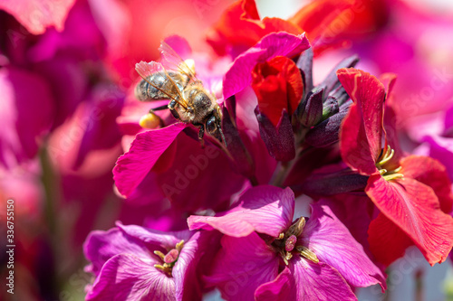 macro of a honey bee collecting pollen on a wallflower (erysimum cheiri) blooming in early spring with blurred bokeh background photo