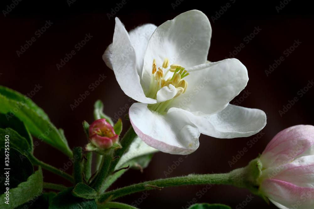Fototapeta premium White Apple blossoms close-up. Spring bloom. Flower composition.
