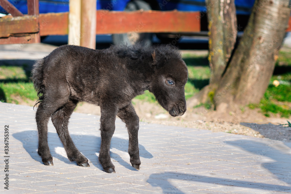 Black baby miniature horse on sunny spring day Black baby miniature horse on sunny spring day