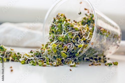 Microgreen sprouts in a wooden bowl. Sprouted seeds of broccoli, radish, cabbage. Healthy food superfood, vegan food, vitamin food