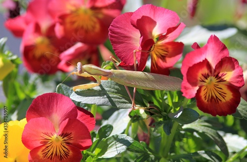 Mantis Hierodula transcaucasica on flowers in the garden photo