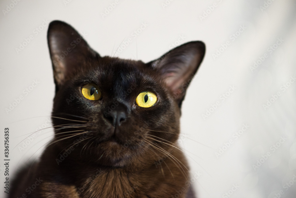 Brown Burmese Cat with Chocolate fur color and yellow eyes, Curious Looking, European Burmese Personality. Close-up portrait Brown Burmese Cat with Chocolate fur color and yellow eyes, Curious Looking, European Burmese Personality. Close-up portrait