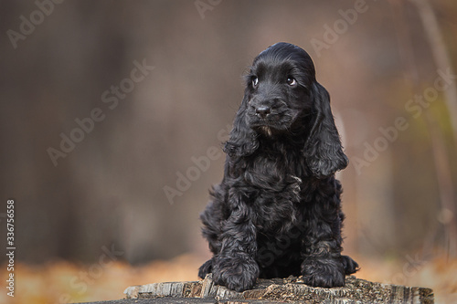 Cute black english cocker spaniel puppy