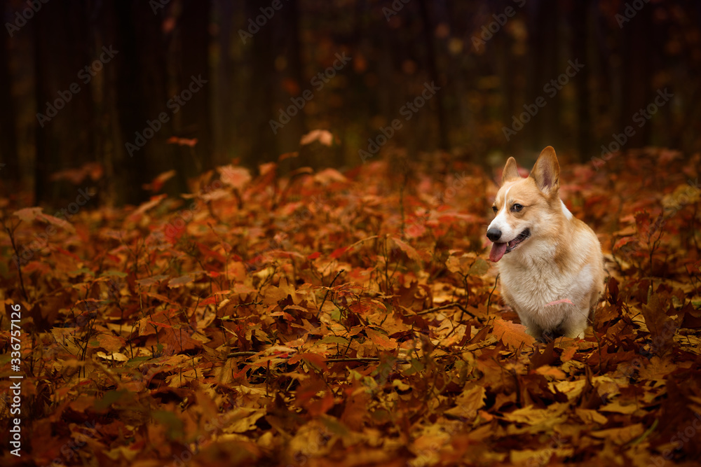 A lucky Welsh Corgi Pembroke dog stands in the beautiful autumn forest A lucky Welsh Corgi Pembroke dog stands in the beautiful autumn forest