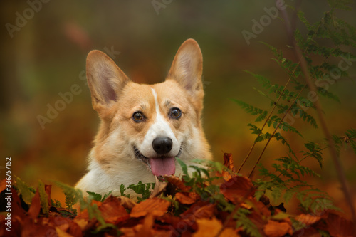 Pembroke Welsh Corgi dog sits in a beautiful autumn forest