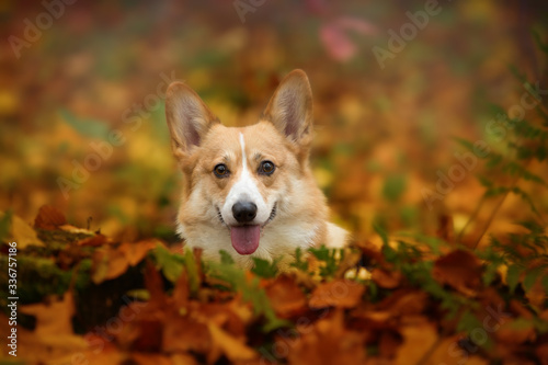 Pembroke Welsh Corgi dog sits in a beautiful autumn forest