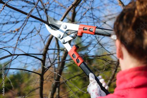 Home gardening concept. Young woman cutting twig of fruit tree in the garden on a sunny day