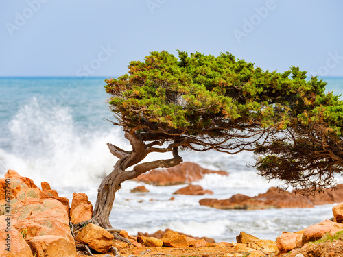 Tilted tree on the beach of red porphyry rocks in the immense Mediterranean scrub of Ogliastra, Sardinia, Italy photo