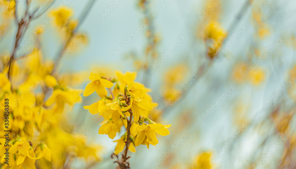 Abstract blurred background with bokeh and blooming forsythia branch in springtime. Spring nature wallpaper blurry backdrop. Abstract blurred background with bokeh and blooming forsythia branch in springtime. Spring nature wallpaper blurry backdrop.