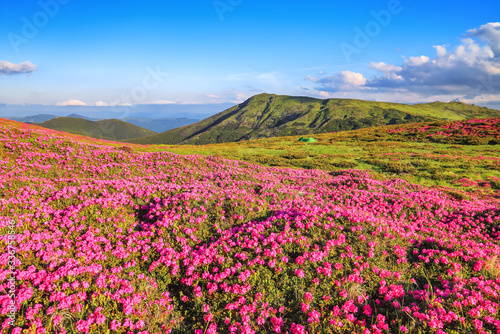 The lawns are covered by pink rhododendron flowers. Beautiful photo of mountain landscape. Concept of nature rebirth. Summer scenery. Blue sky with cloud. Location Carpathian  Ukraine  Europe.