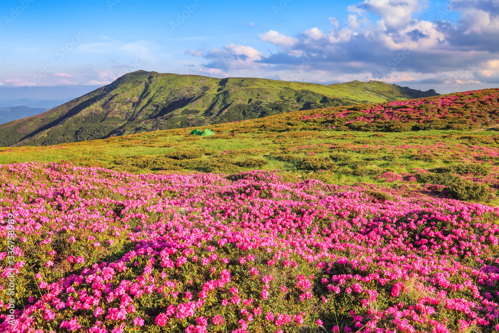 From the lawn covered with pink rhododendrons the picturesque view is opened to high mountains, valley, blue sky in summer time. Concept of nature rebirth. Location Carpathian, Ukraine, Europe. From the lawn covered with pink rhododendrons the picturesque view is opened to high mountains, valley, blue sky in summer time. Concept of nature rebirth. Location Carpathian, Ukraine, Europe.