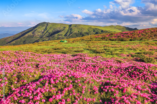 From the lawn covered with pink rhododendrons the picturesque view is opened to high mountains  valley  blue sky in summer time. Concept of nature rebirth. Location Carpathian  Ukraine  Europe.