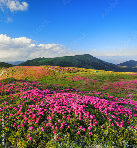 Mountain landscape. Amazing summer day. The lawns are covered by pink rhododendron flowers, blue sky with clouds. Concept of nature rebirth. Location place Carpathian, Ukraine, Europe.