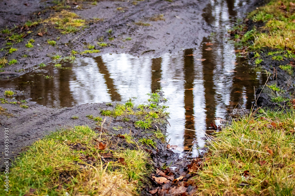 Fototapeta premium Puddle in forest, reflection of trees in puddle