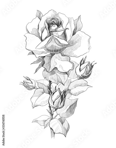 sketch of rose on a white background. engraving or drawing.