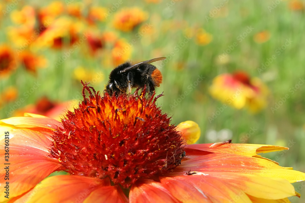 Diligent bee. Flowers of zinnia (Zinnia hybrida) with black bumblebee.
