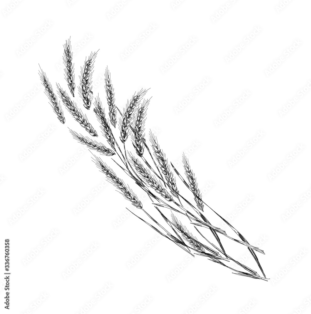 sketch of rye ears on a white background. engraving or drawing. sketch of rye ears on a white background. engraving or drawing.