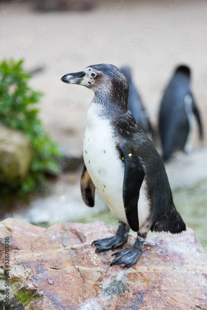 Obraz premium Humboldt-Pinguin