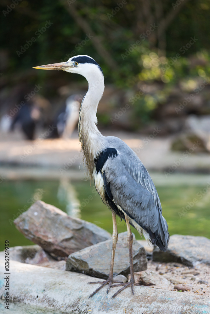 Fototapeta premium Graureiher am Bach