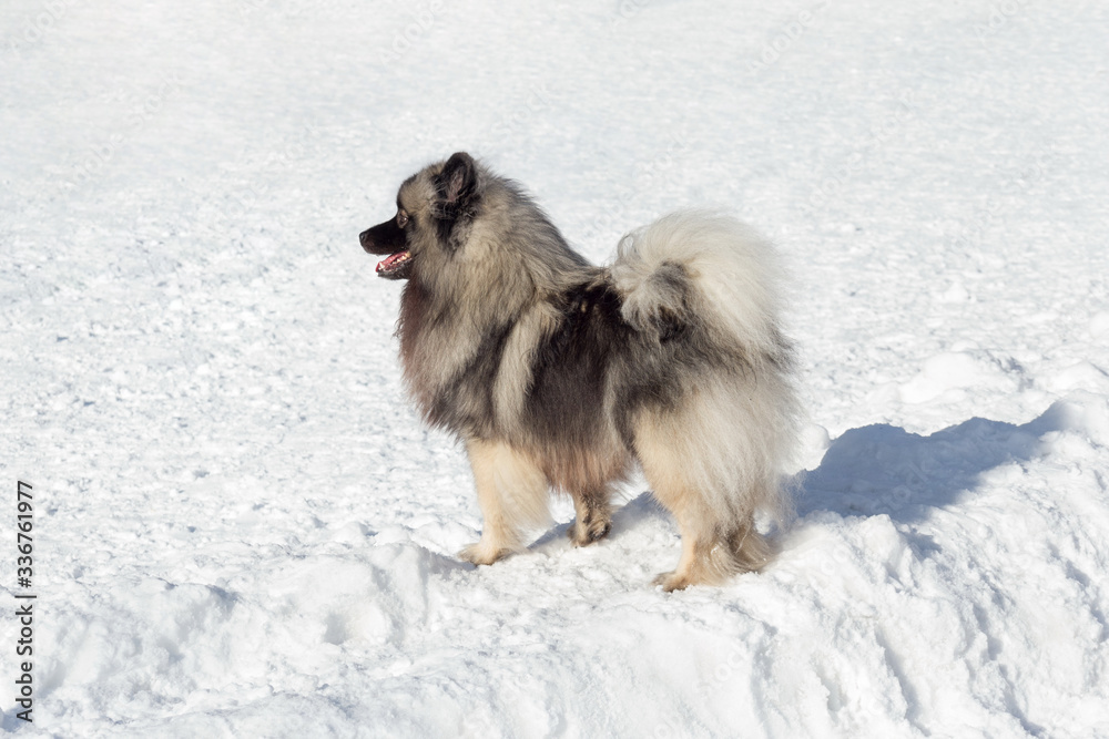 Cute deutscher wolfspitz puppy is standing on a white snow in the winter park. Keeshond or german spitz. Pet animals.