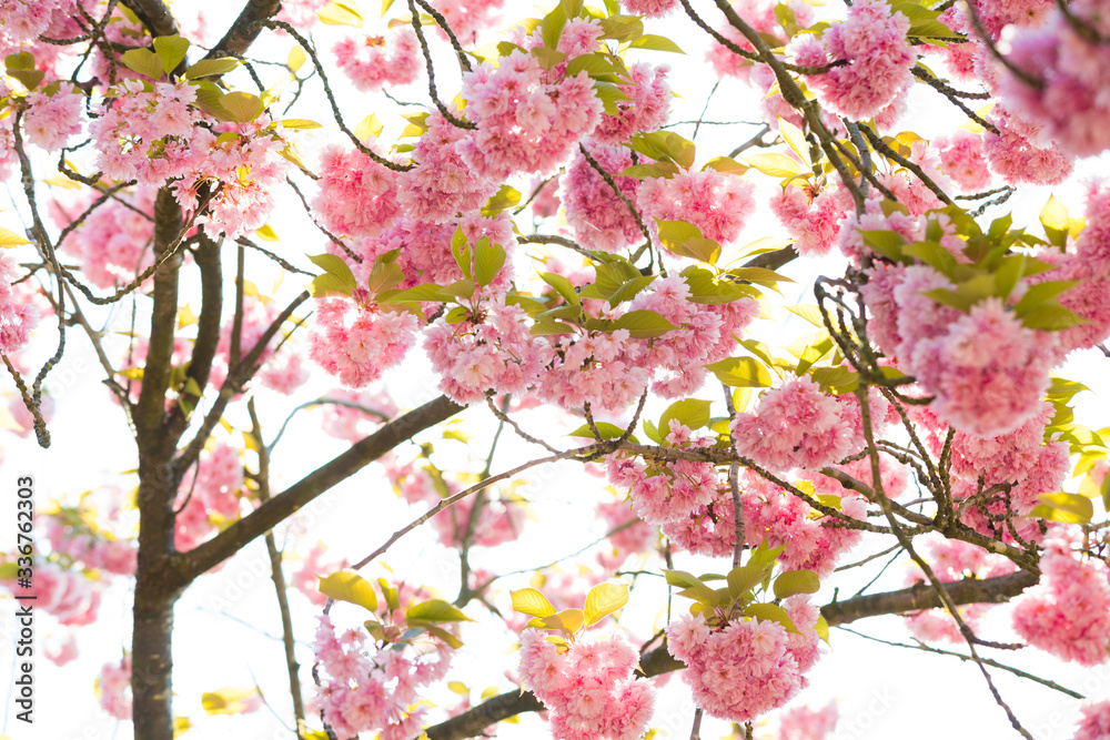 rosa blühender Baum im Frühling