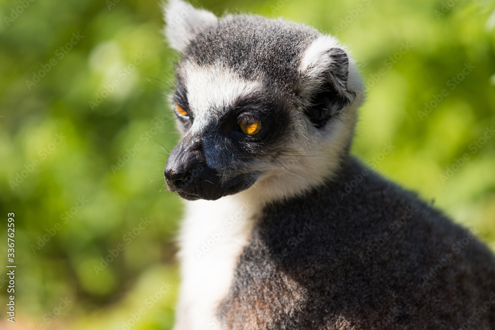 Obraz premium Lemuren im Wald