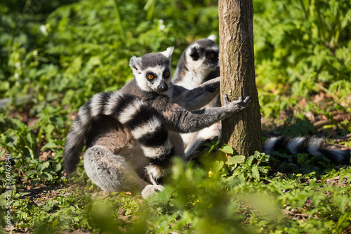 Lemuren im Wald © Christian Schwier