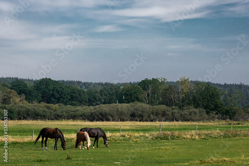 horses in the field © AGORA Images