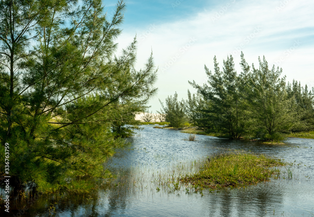 Obraz premium lake with she-oaks casuarina equisetifolia